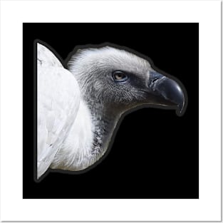 Cape Vulture Posters and Art